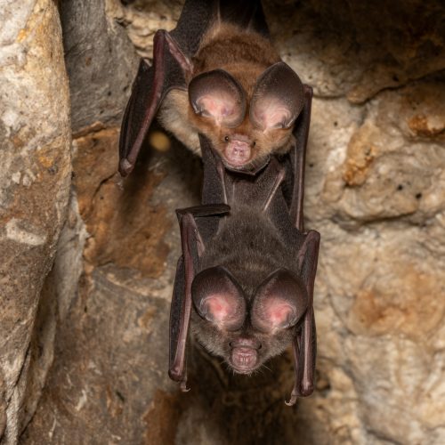 ©Andaman Kaosung (All Rights Reserved)