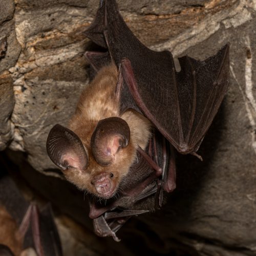 ©Andaman Kaosung (All Rights Reserved)