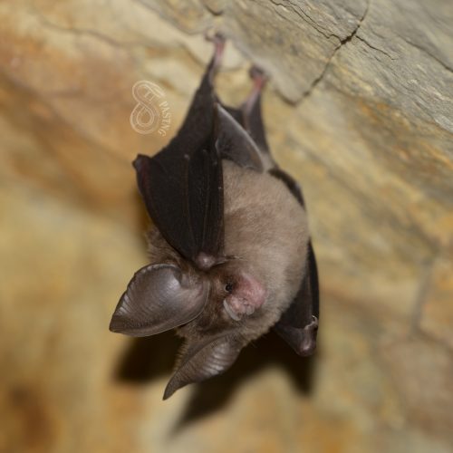 ©Pasteur Ng (All Rights Reserved)