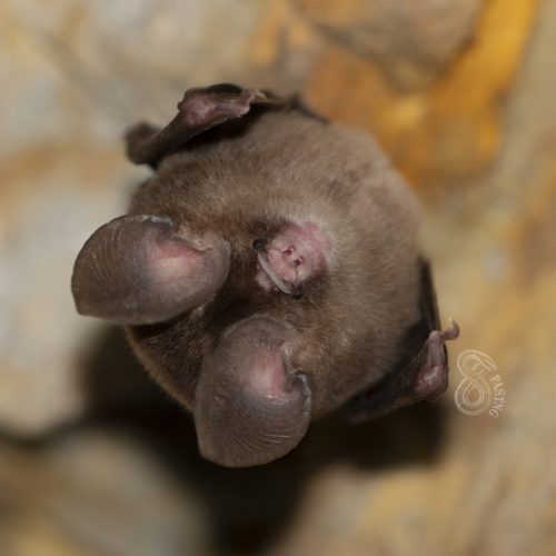 ©Pasteur Ng (All Rights Reserved)