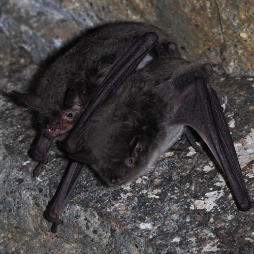 ©FS Sour (All Rights Reserved)