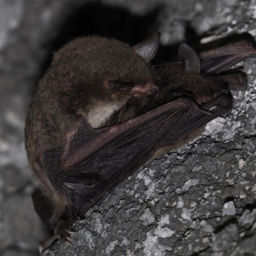 ©FS Sour (All Rights Reserved)