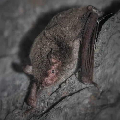 ©FS Sour (All Rights Reserved)