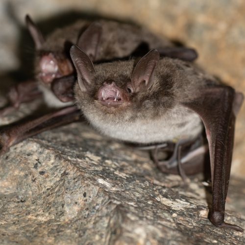 ©Pasteur Ng (All Rights Reserved)