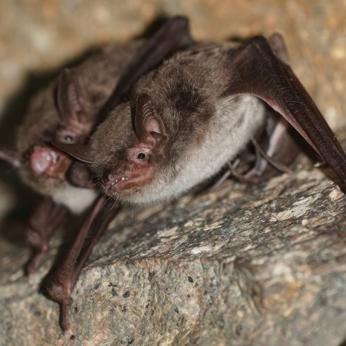 ©Pasteur Ng (All Rights Reserved)