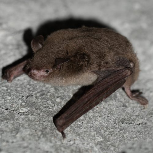 ©Pasteur Ng (All Rights Reserved)