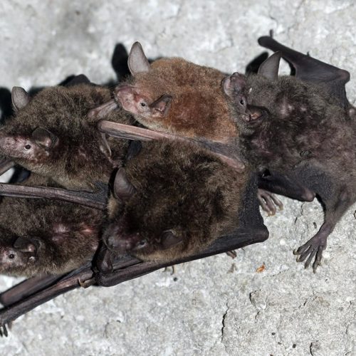 ©漁農自然護理署 (HKBIH)