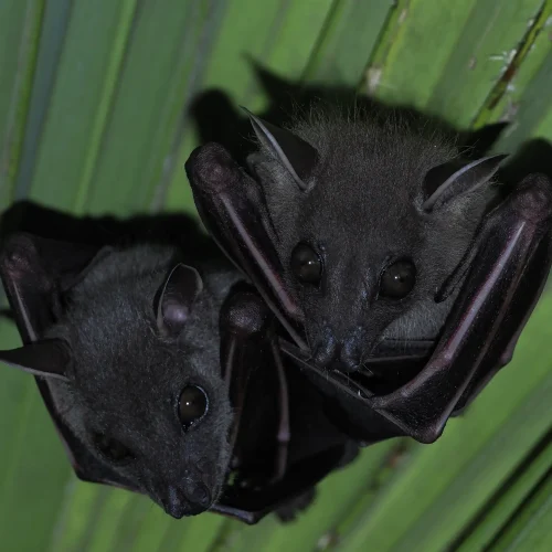 ©FS Sour (All Rights Reserved)