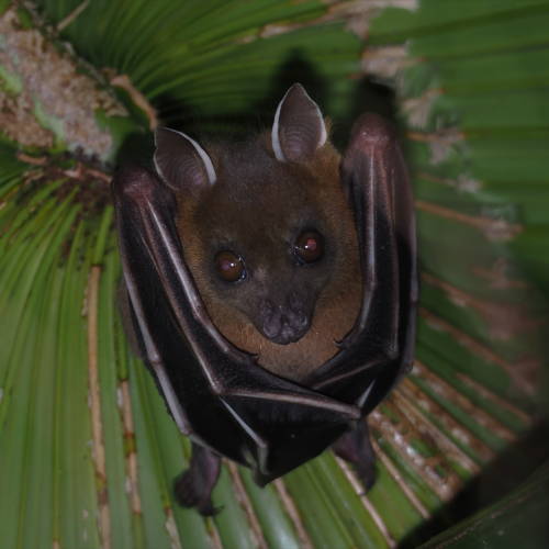 ©FS Sour (All Rights Reserved)Description