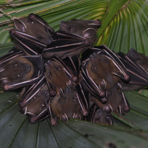 ©FS Sour (All Rights Reserved)