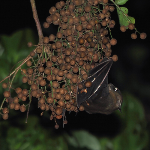 ©FS Sour (All Rights Reserved)