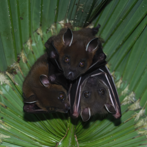 ©FS Sour (All Rights Reserved)