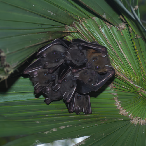 ©FS Sour (All Rights Reserved)