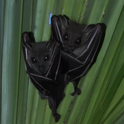 ©FS Sour (All Rights Reserved)