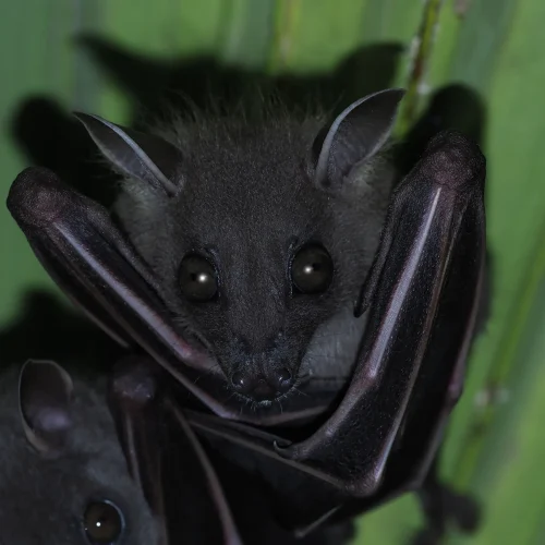 ©FS Sour (All Rights Reserved)