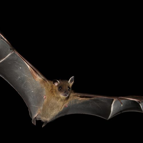 ©漁農自然護理署 (HKBIH)