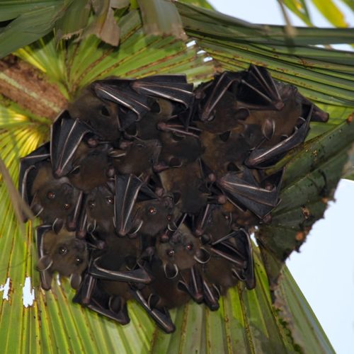 ©漁農自然護理署 (HKBIH)