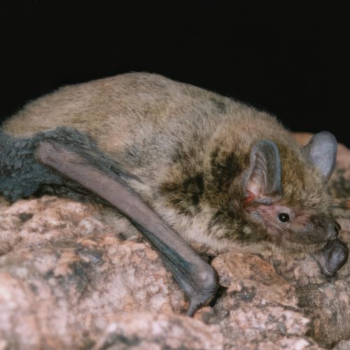 ©漁農自然護理署 (HKBIH)