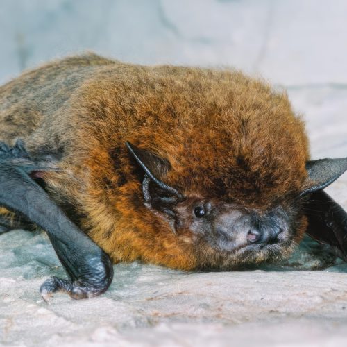 ©漁農自然護理署 (HKBIH)