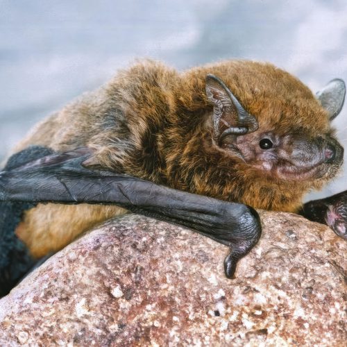 ©漁農自然護理署 (HKBIH)