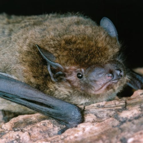 ©漁農自然護理署 (HKBIH)