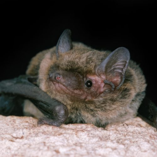 ©漁農自然護理署 (HKBIH)