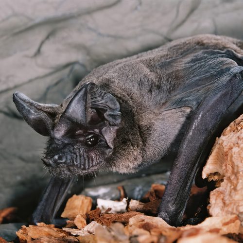 ©漁農自然護理署 (HKBIH)