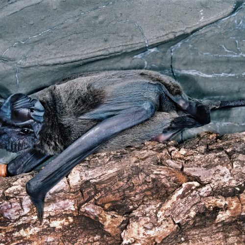 ©漁農自然護理署 (HKBIH)