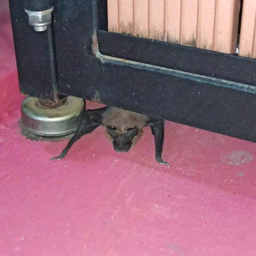 ©Calvin Poon (All Rights Reserved)