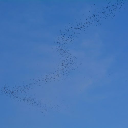 ©David Renoult CC BY-NC