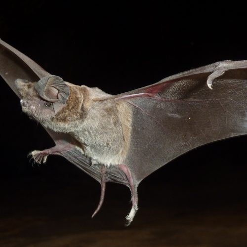 ©Manuel Ruedi CC-BY NC