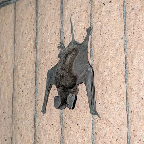 ©Rajiv Cobain (All Rights Reserved)