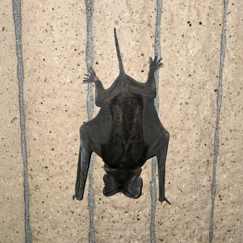 ©Rajiv Cobain (All Rights Reserved)