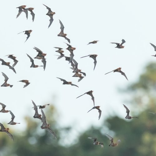 ©Wich’yanan L CC-BY