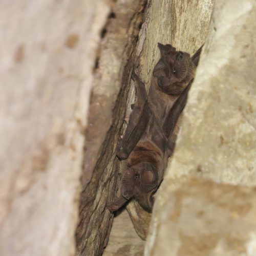 ©Manuel Ruedi CC-BY