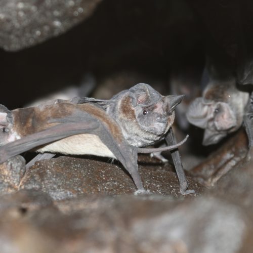 ©Manuel Ruedi CC-BY