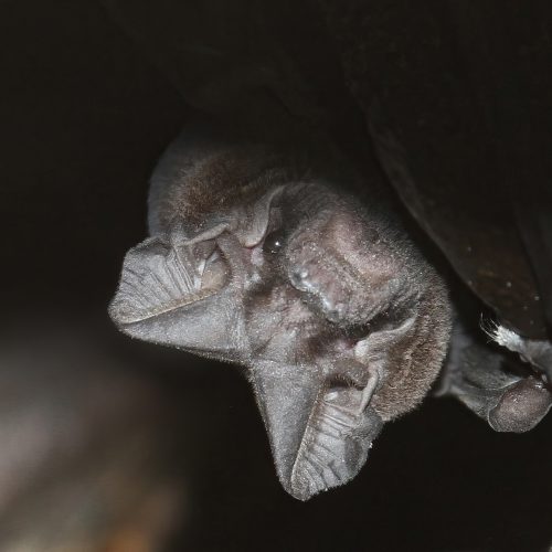 ©Manuel Ruedi CC-BY