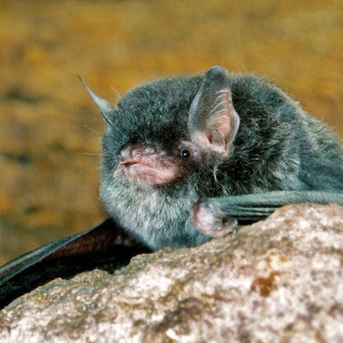 ©漁農自然護理署 (HKBIH)