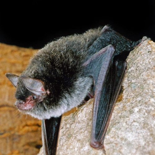 ©漁農自然護理署 (HKBIH)