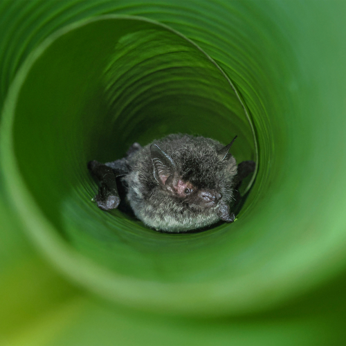 ©FS Sour (All Rights Reserved)