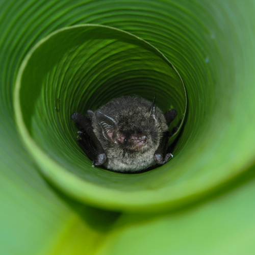 ©FS Sour (All Rights Reserved)