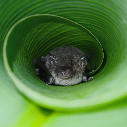 ©FS Sour (All Rights Reserved)